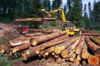 Волинські лісгоспи напиляли лісу майже на 82 мільйони гривень