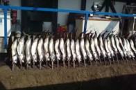 У підвалі житлового будинку в Рівному вже 6 років коптять рибу, а на скарги влада не реагує