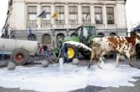 На Рівненщині орудує мафія… молочна