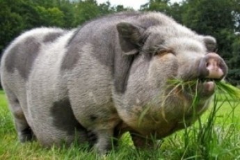 Кабан-віщун буде пророкувати рахунки матчів Євро на Хрещатику