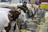 У Ковелі 20 одноосібників отримали від влади доїльні апарати