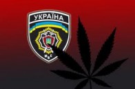 В центрі Луцька росло 47 кущів коноплі