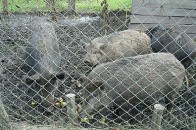 На Волині візьмуться за будівництво сучасних вольєрів для диких тварин