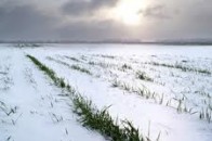 В Україні урожай озимих буде на 43% нижчий, ніж торік, - Кульбіда
