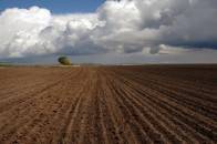 На Волині з початку року в оренду віддано 164,7 тис. гектарів землі