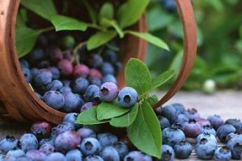 Волинські екологи запевняють, що чорниці нічого не загрожує