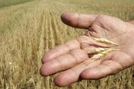 На Рівненщині вивчають перспективи розвитку сільського господарства краю
