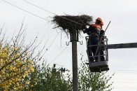 Волинські МНС-ники врятували лелеченят, які мало не «підсмажились» на електропроводах