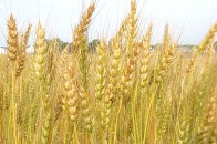 На Волині обсяги виробництва сільськогосподарської продукції за рік зросли всього на 4%