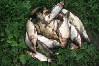 На Волині браконьєр Котик наловив 8 кг риби