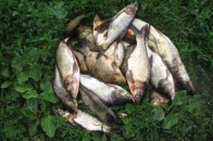 На Волині браконьєр Котик наловив 8 кг риби