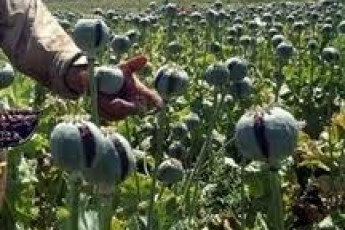 На Рівненщині виявили великий посів маку