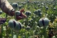На Рівненщині виявили великий посів маку