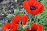 Попри заборони, волиняни продовжують сіяти снодійний мак