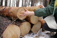 На Волині незаконно вирубали майже 700 дерев
