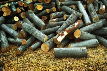 На Волині крадуть ліс