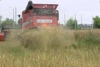 Перед виборами Клімчук згадав, що ще треба провести жнивну кампанію