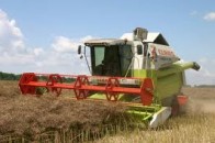 На Рівненщині вже жнивують