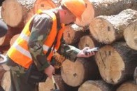 У лісових господарствах Волині впроваджується електронний облік деревини