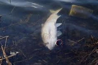 Загибель риби у Волинських річках спричинена перш за все аномальною спекою, - експерти