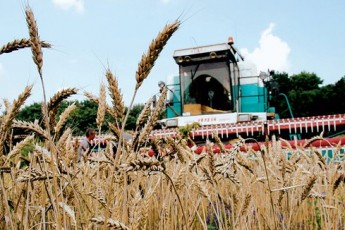 Волинські аграрії за жнива планують зібрати понад 790 тисяч тонн зернових