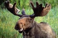 На Волині звірі потерпають від спеки