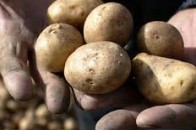 В Україні очікується неврожай картоплі