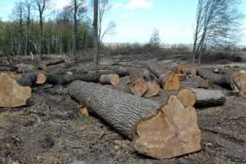 Заготівля лісу цьогоріч принесладо місцевих бюджетів Волині понад 4 мільйони податків