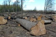 Заготівля лісу цьогоріч принесладо місцевих бюджетів Волині понад 4 мільйони податків