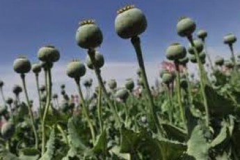 На Волині правоохоронці вилучили понад 4 тисячі кущів маку
