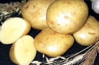 Розпочинається програма 100% заміни насіння картоплі у населення України