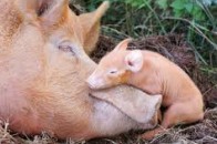 Українським фермерам хочуть давати дотації і на свиней