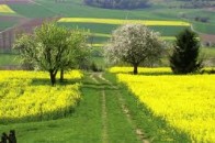 На Волинь портапило насіння ріпаку з ГМО