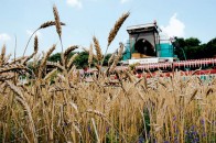 На Волині, на відміну від усієї України, очікують високої врожайності зернових