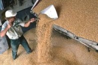 Господарства Волині вже намолотили 133,5 тисяч тонн зерна