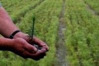 За півроку Держлісагентством країни відновлено 40,3 тисяч гектарів лісу