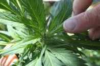 На дачі під Луцьком правоохоронці виявили 95 кущів коноплі