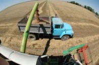 Цьогорічний урожай пізніх зернових складе близько 45-46 мільйонів тонн