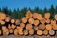 За півроку на Волині заготовлено 369,4 тисяч кубометрів деревини