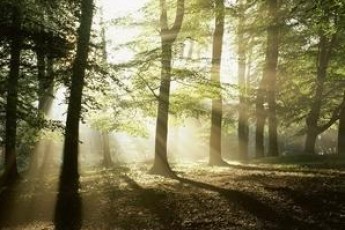 Луцьке військове лісництво оштрафували