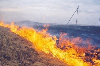 На Волині горів ліс та торфяники