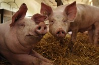Спалах африканської чуми свиней коштуватиме Україні близько  500 тис. грн