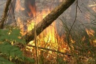 В Україні оголосили найвищий рівень пожежної небезпеки через неймовірну спеку