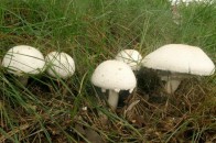 На Волині, в результаті отруєння печерицями, померла 12-річна дівчинка