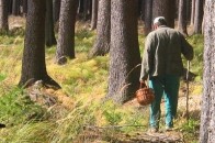 Волинським грибникам заборонять перетинати білоруський кордон