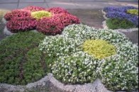 Завершено підготовку до свята квітів «Луцьк квітучий»