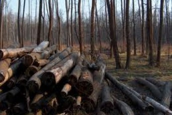 Досвід волинських лісівників з прогресивних способів рубання лісу буде використовуватись по всій Україні