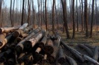 Досвід волинських лісівників з прогресивних способів рубання лісу буде використовуватись по всій Україні