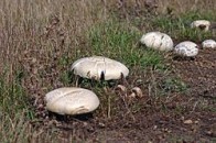 На Волині зафіксовано масове отруєння печерицями