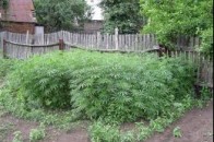 У 54-річної лучанки вилучили більше кілограма наркотичного засобу